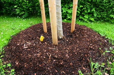 plant tree mulch berm