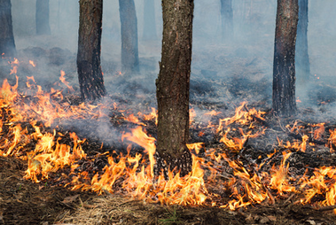 protect wildfire trees prevention