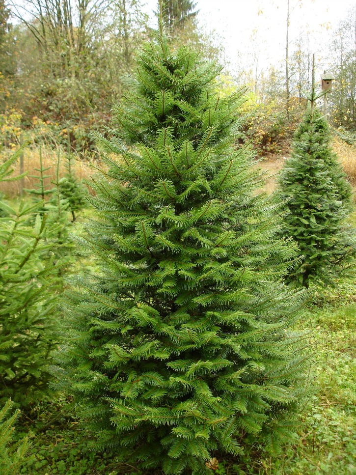 Grand-Fir