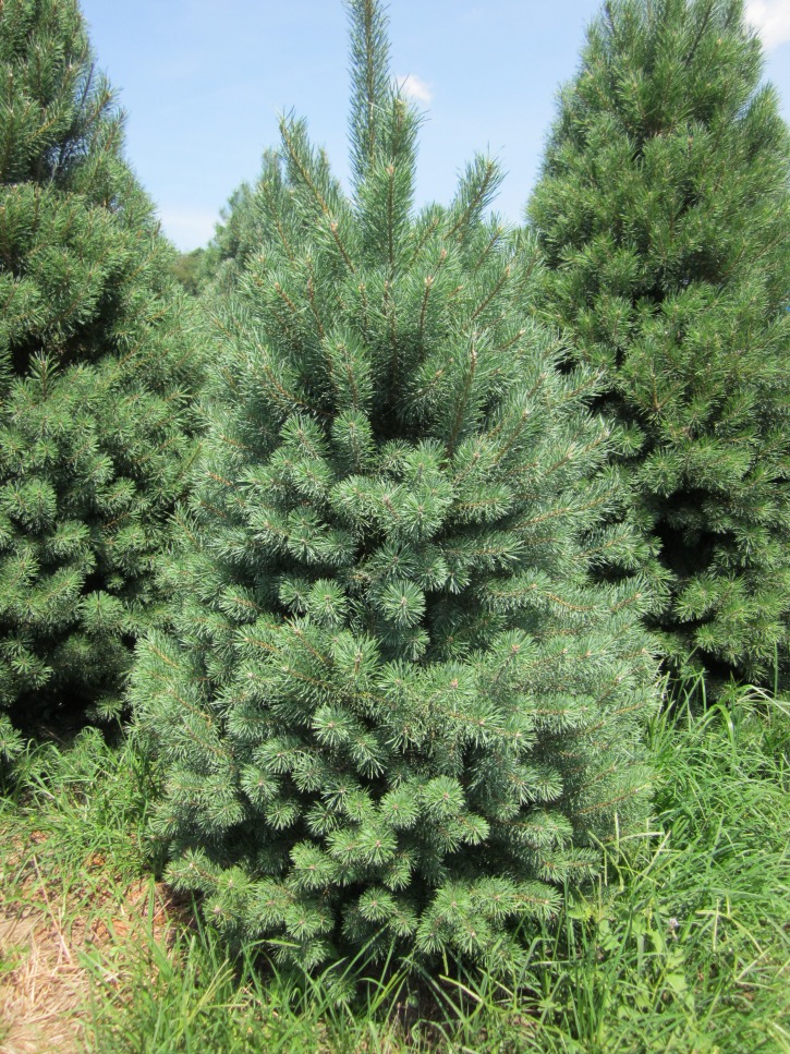 Scotch-Pine 