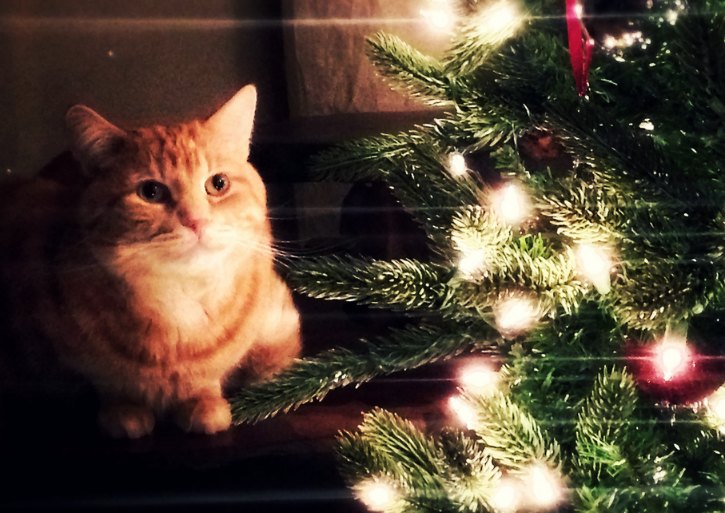 christmas-tree-cat