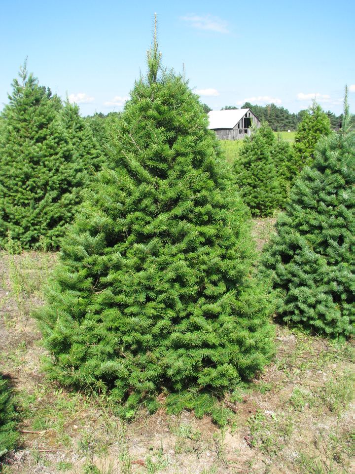 douglas_fir