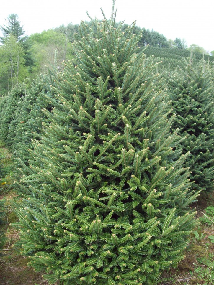 fraser-fir