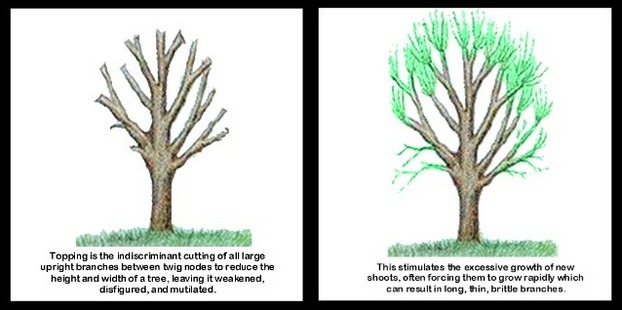 tree-topping-diagram
