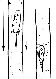 Bud grafting. 