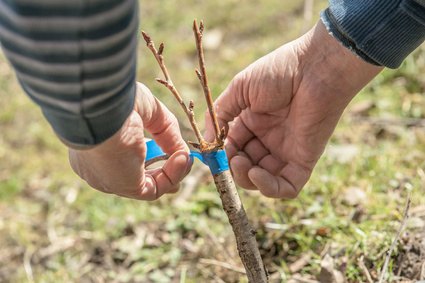 tree grafting