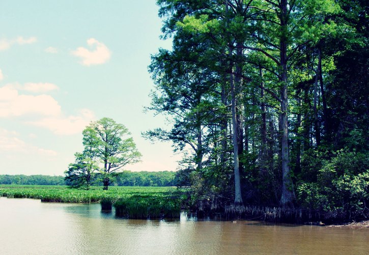 cypress-tree-riverbank-flooding