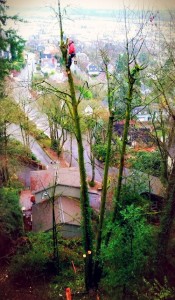 portland arborist trimming tree