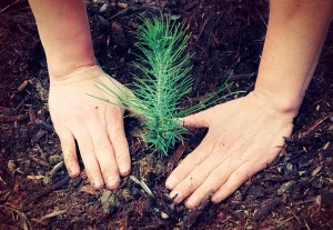 portland tree planting service