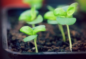 seedlings sprouting plants