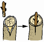 Bark inlay grafting.