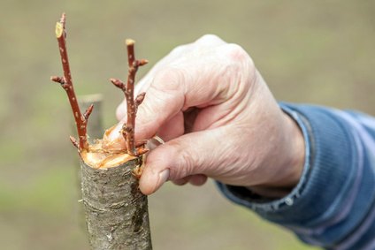 What Is Tree Grafting?  Northwest Arbor-Culture, Inc.