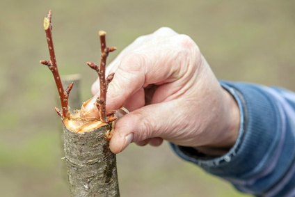 Graft is good when it comes to trees - The Timberjay