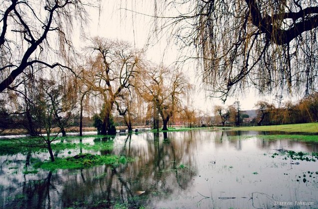 trees-river-flooding-moss