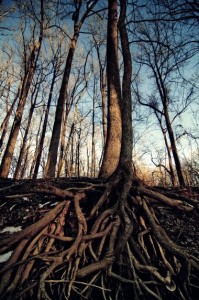 exposed tree roots forest