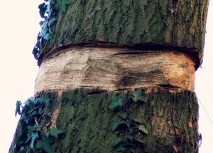 tree girdling wikipedia