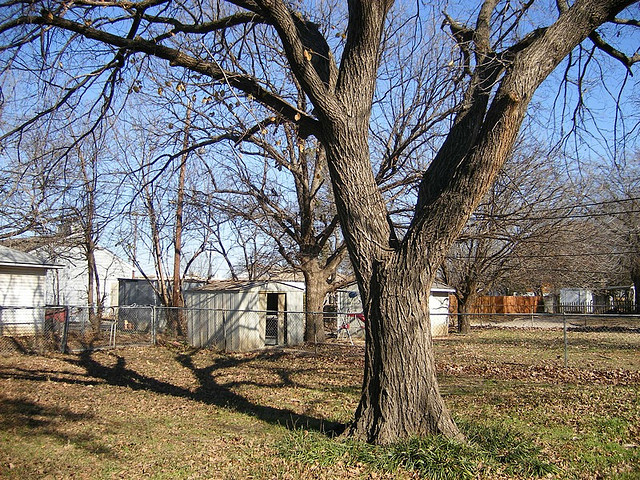 backyard large tree