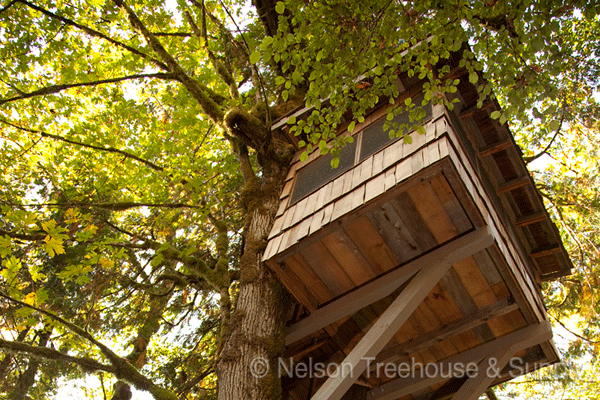 How To Build A Treehouse Northwest Arbor Culture - Diy Treehouse Knee Brace