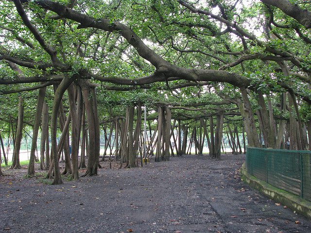India Great Banyan Tree botanical gardens