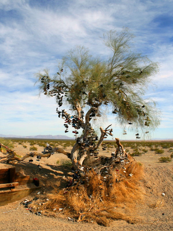 shoe tree amboy california