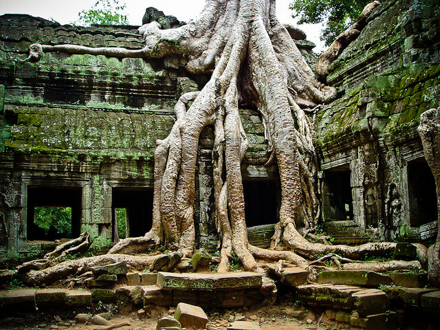 tree growing over temple angkor cambodia