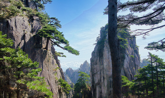 welcome pine china