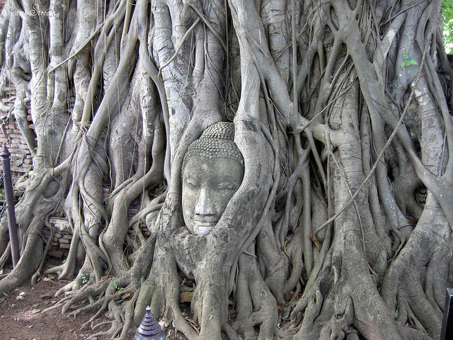 buddha head fig tree ayutthaya thailand