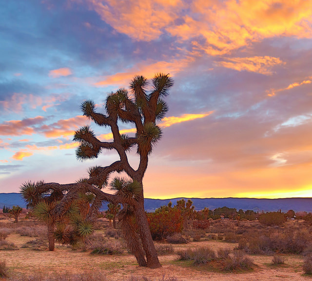 joshua tree antelope valley ca