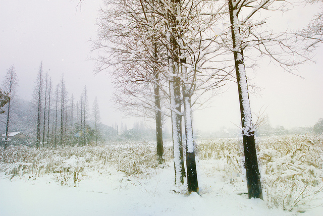 snowy trees shanghai china 2011