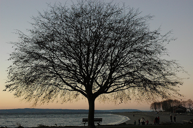 tree beach golden gardens park seattle