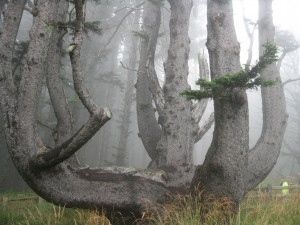 oregon octopus tree