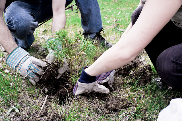 tree planting