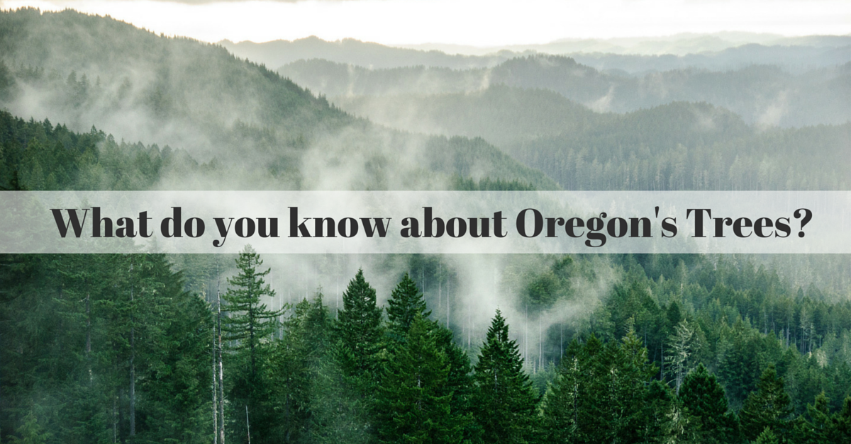 what do you know about oregon trees