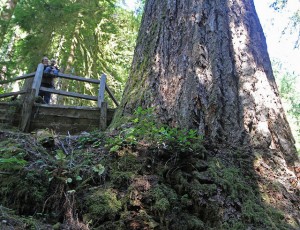 largest tree doerner fir oregon