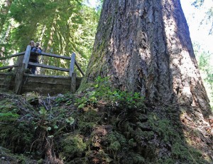largest tree doerner fir oregon