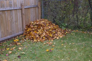 leaf-pile-by-fence