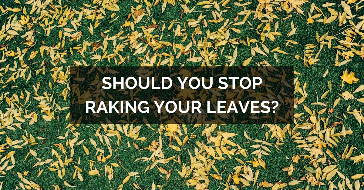 should you stop raking your leaves