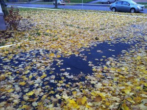 wet leaves on driveway