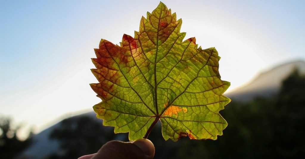 your guide to identifying oregon trees