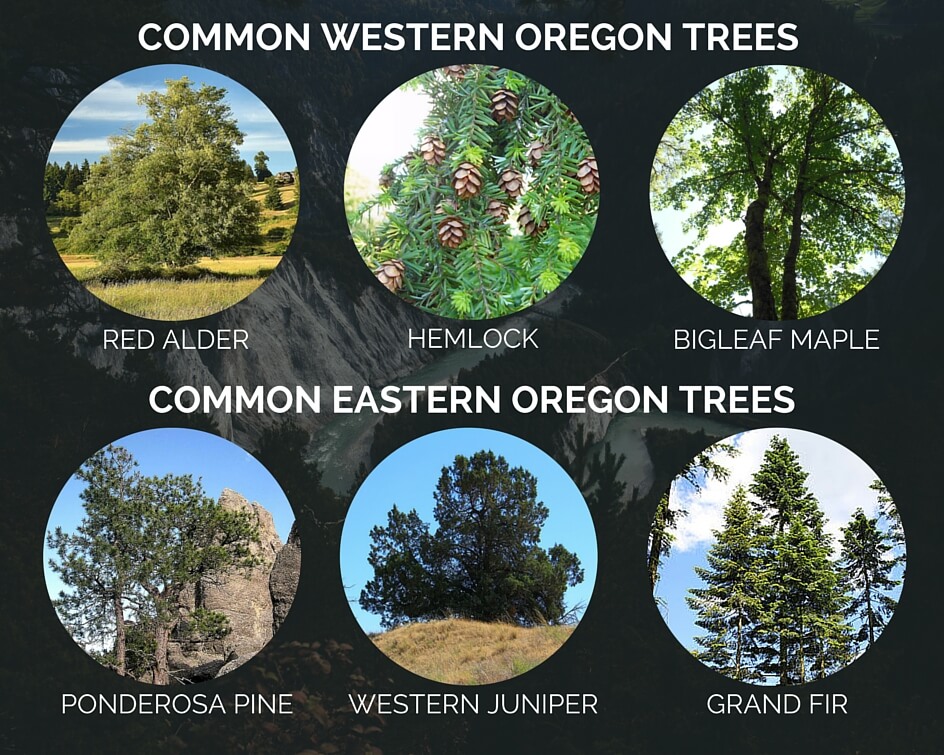 common eastern oregon western oregon trees