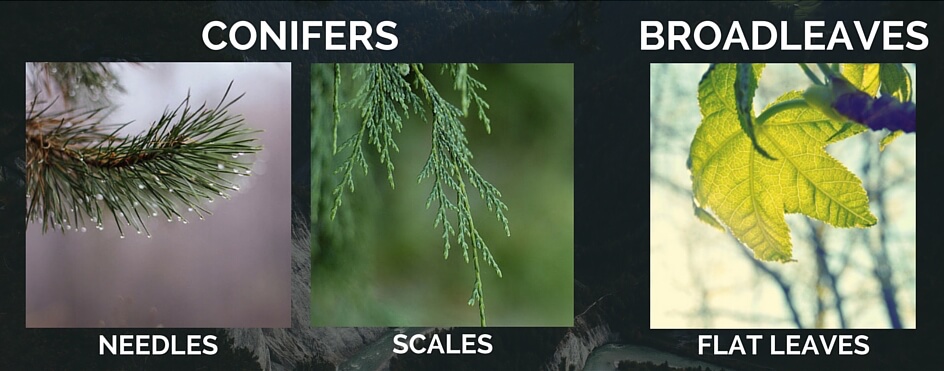 types of tree leaves