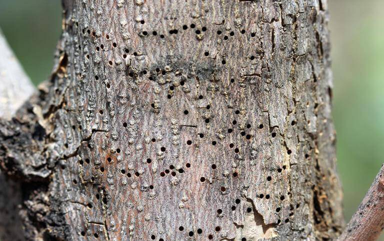 insects in dying tree