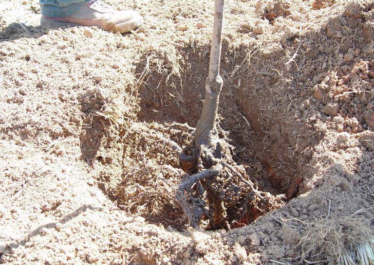 planting tree root ball