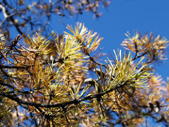 sick tree needles