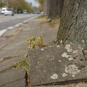 tree roots sidewalk