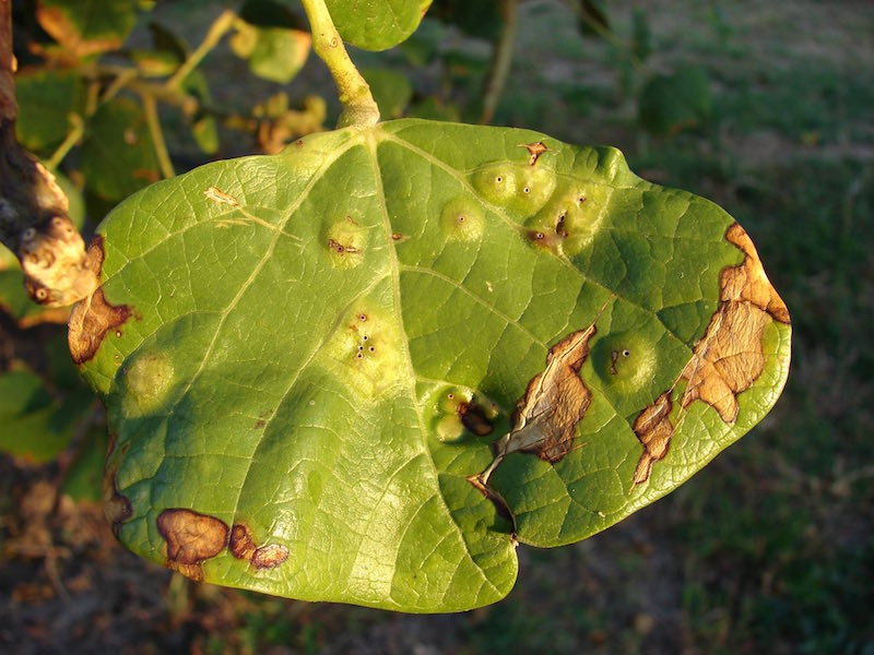 Changing Leaf Colors