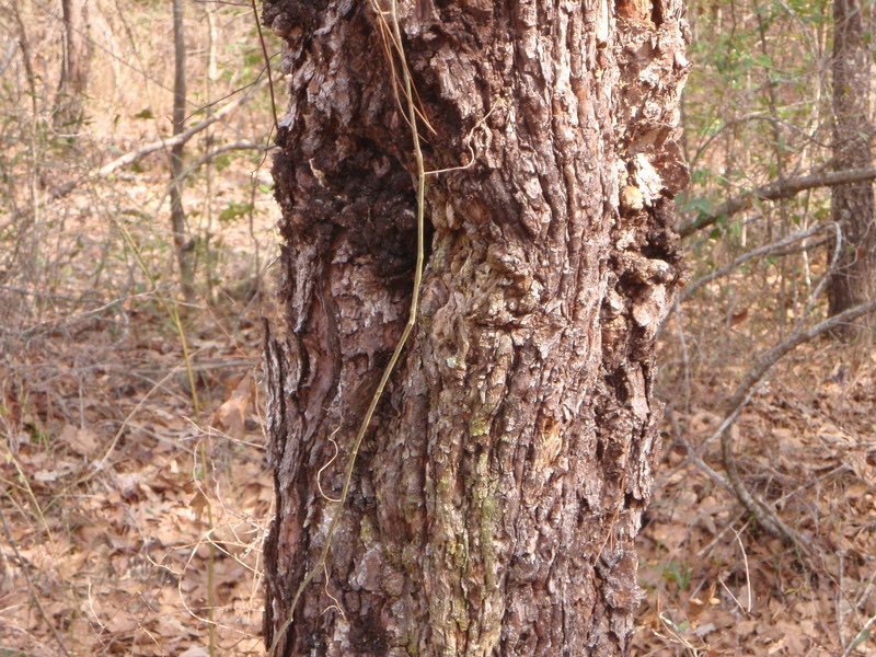 Infected Tree Disease