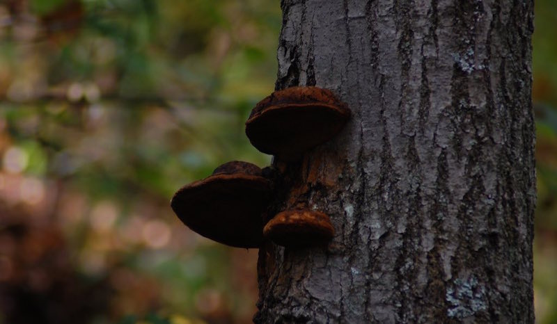 Tree Fungus