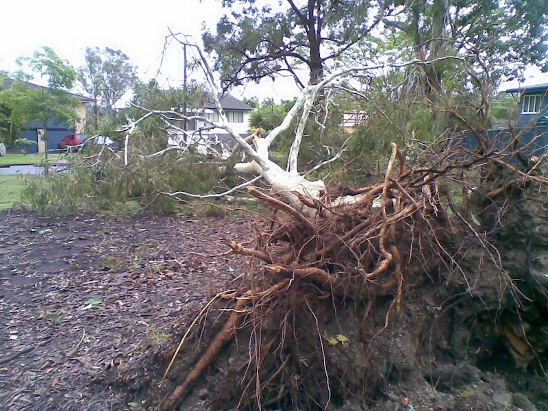 Tree Root Damage