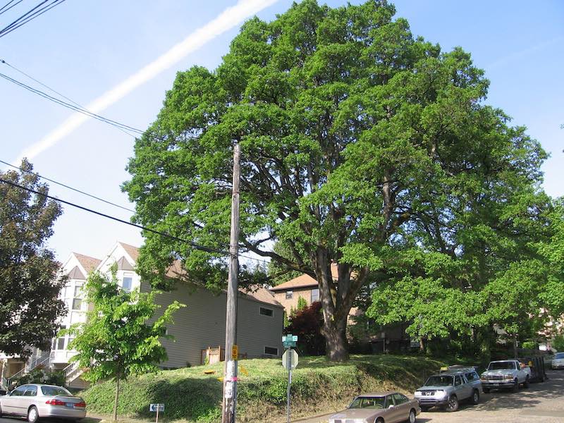 Corbett Oak Tree